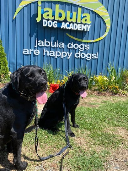 Dog day care in Decatur Georgia Jabula Dog Academy