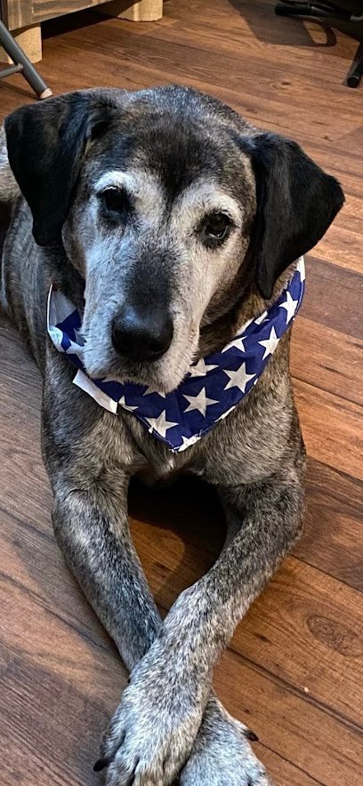 Dog day care in Decatur Georgia K B Elite Doggie Daycare