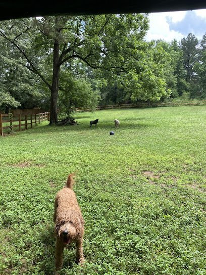 Dog day care in Decatur Georgia Leash Me Out