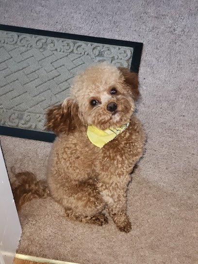 Dog day care in Decatur Georgia WAG A LOT Decatur