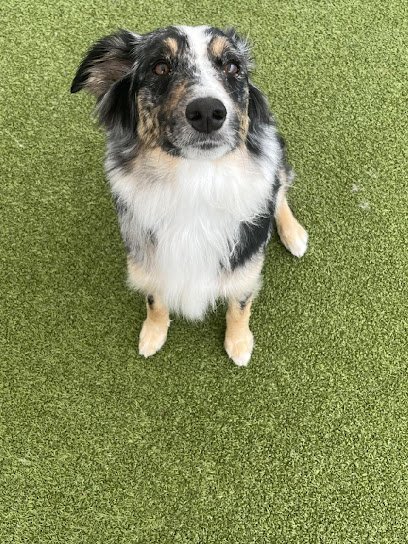 Dog day care in Defiance Ohio The Purple Dog 1