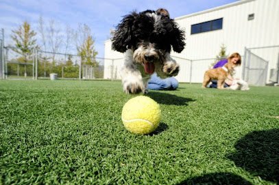 Dog day care in Delaware Ohio Pet Palace Delaware OH 1