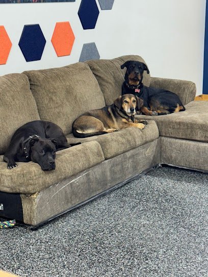 Dog day care in Delevan New York Little Rascals Pet Spa Resort 1