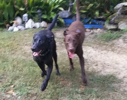 Dog day care in Denham Springs Louisiana The Lucky Pet LLC 1