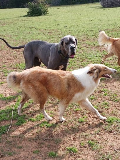Dog day care in Denton Texas Lucky Dog Ranch 1