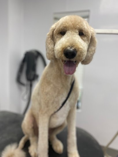 Dog day care in Denver North Carolina Dry Pond Animal Hospital and Pet Resort 1