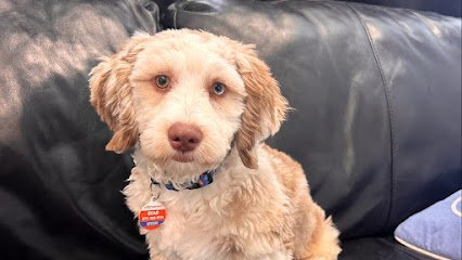 Dog day care in Denville New Jersey Barks Bed Biscuit 1