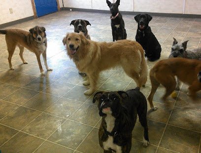 Dog day care in Depew New York Canine and Company 1