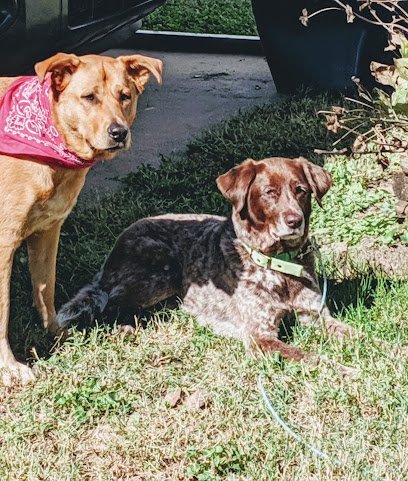 Dog day care in Derby Kansas Diggin Inn Pet Resort 1
