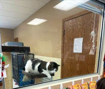 Dog day care in Des Moines Iowa 4 Paws Unleashed Inc 1