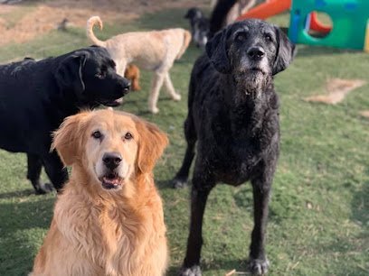 Dog day care in Des Moines Iowa Downtown Doggy Daycare LLC 1