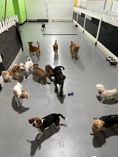 Dog day care in Des Plaines Illinois Waggy Hotel 1