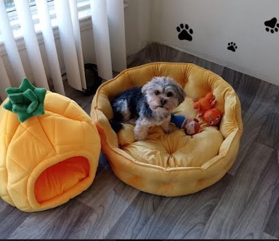 Dog day care in Detroit Michigan Detroit Dog Nanny. Best Pet Sitter Boarding Dog Day Care 1