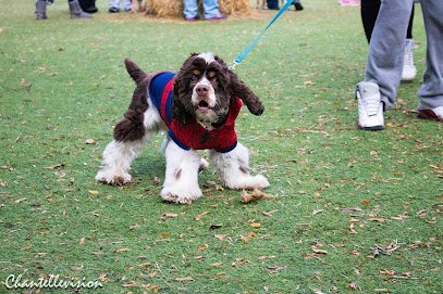 Dog day care in Detroit Michigan The Pawfect Pooch 1