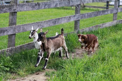 Dog day care in Dexter Michigan Countrytime K9 1