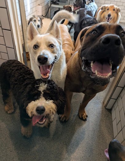 Dog day care in Dover New Jersey Pack Mentality LLC 1