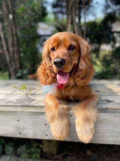 Dog day care in Downers Grove Illinois Doggie Depot Inc 1