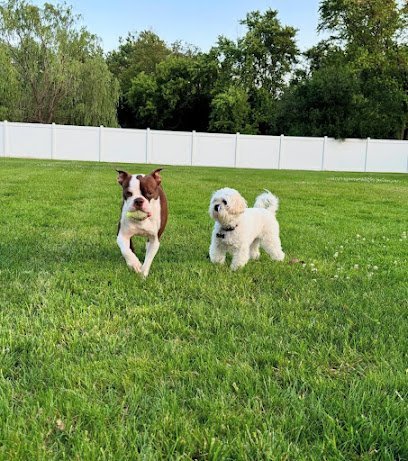 Dog day care in Downers Grove Illinois Yard Bark Canine Social Club 1
