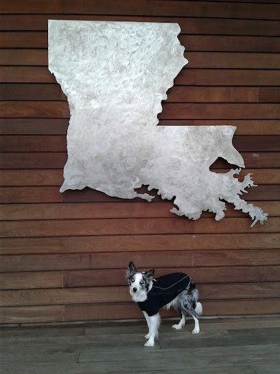 Dog day care in Downsville Louisiana CT Dog ServicesInc Louisiana 1