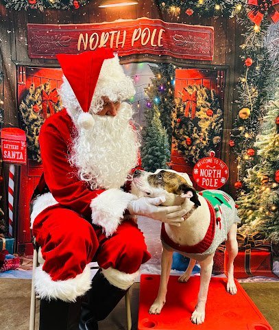 Dog day care in Dubach Louisiana Petite Paws Pet Hotel 1