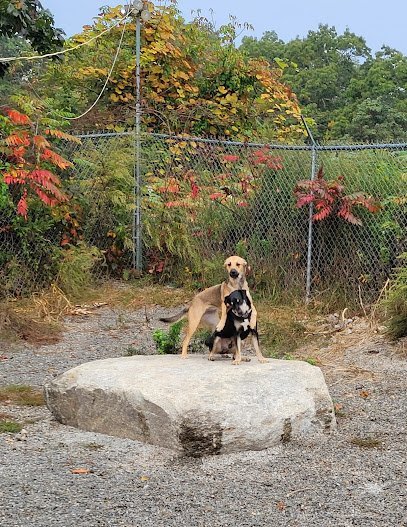 Dog day care in Dudley Massachusetts Northeast K 9 Academy 1