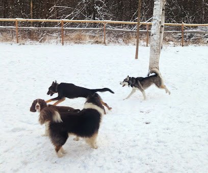 Dog day care in Duluth Minnesota The House of Dog 1