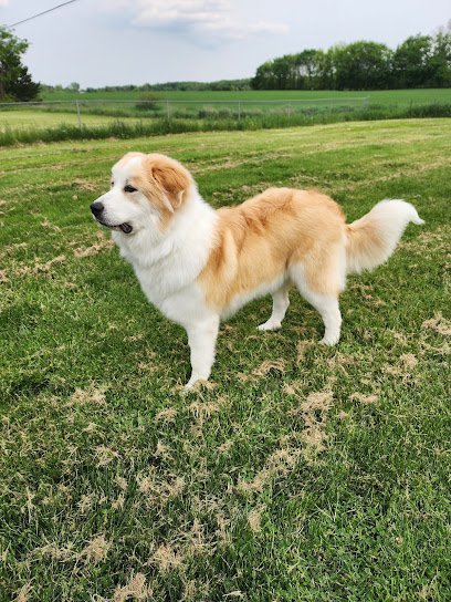 Dog day care in Durand Michigan Big Blue Barn 1