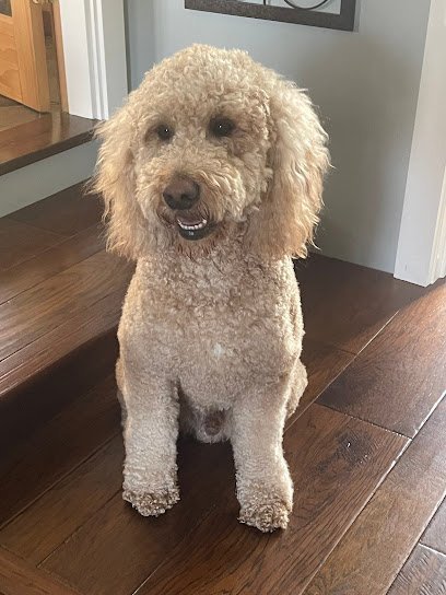 Dog day care in Durham New Hampshire Great Bay Kennel 1