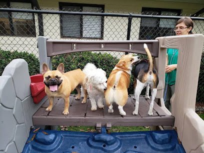 Dog day care in Durham North Carolina Creature Comforts Inn 1