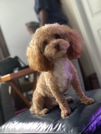 Dog day care in Durham North Carolina Pawsitive Beginnings Dog Training 1