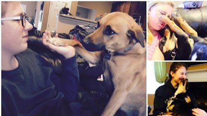 Dog day care in Durham North Carolina The Barkmore House 1