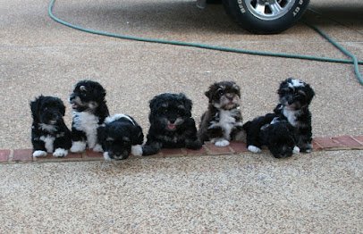 Dog day care in Eads Tennessee Ruff Country Dog Resort LLC 1