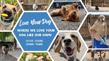 Dog day care in East Amherst New York Love Your Dog 1