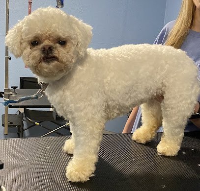 Dog day care in East Dublin Georgia Phoebe s Pals Pet Salon and Day Spa