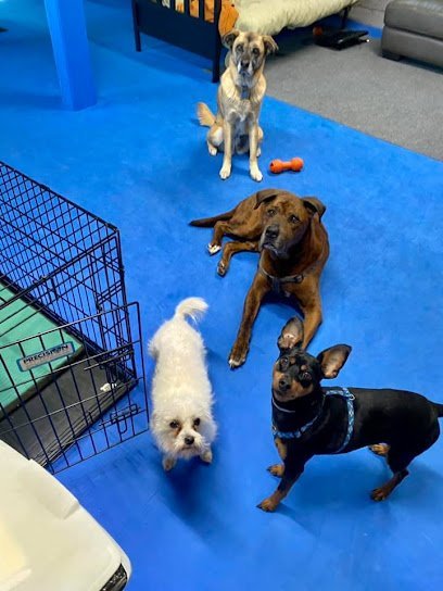 Dog day care in East Syracuse New York It s A Dog s Life Boarding CNY 1