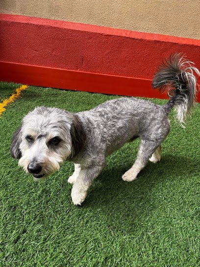 Dog day care in East Syracuse New York K 9 Kamp Dog Daycare 1