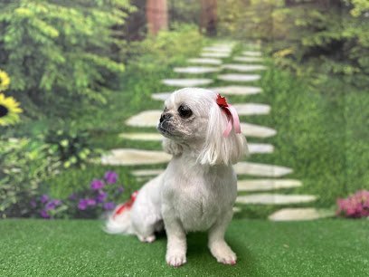 Dog day care in Eden North Carolina Silver Paw Pet Resort 1