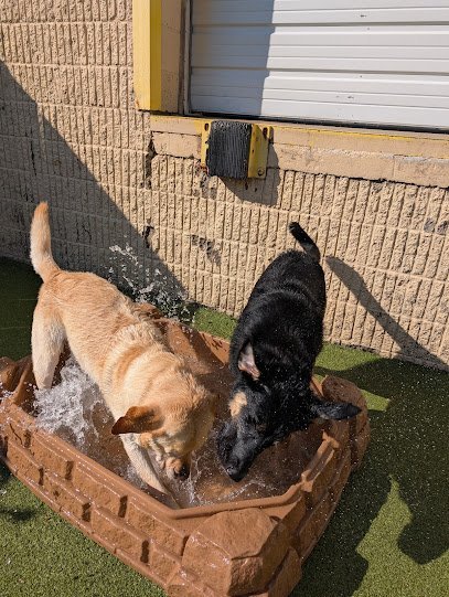 Dog day care in Eden Prairie Minnesota Wag n Woofs 1