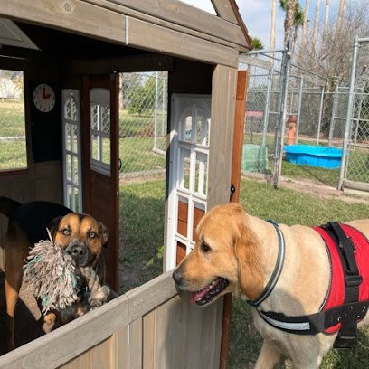 Dog day care in Edinburg Texas Paws and Claws Pet Resort 1
