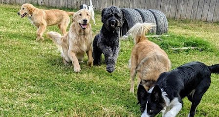 Dog day care in Edmond Oklahoma Azani Pro Dog Training 1