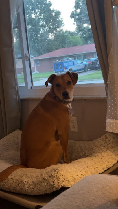 Dog day care in Edwardsville Illinois LaBest Pet Resort and Spa 1