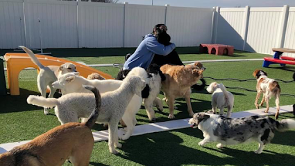 Dog day care in Edwardsville Illinois Traveling Tails Inn 1