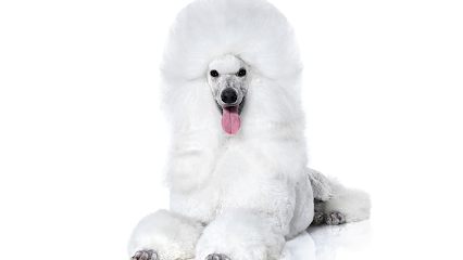 Dog day care in El Paso Texas Best Friends Pet Salon 1