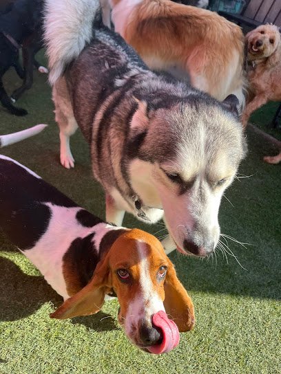 Dog day care in El Paso Texas EP Barks and Rec formerly D Lux Dog Care 1