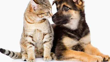 Dog day care in El Paso Texas Mimi Lolas Pet Care Dog Walking 1