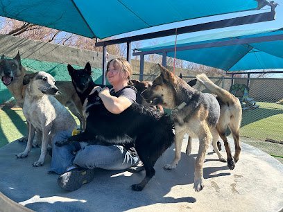 Dog day care in El Paso Texas Spa For Paws 1