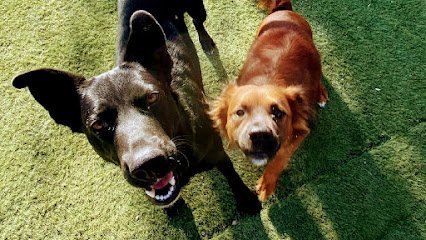 Dog day care in El Paso Texas The Pet Barracks 1