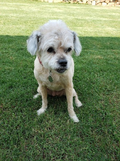 Dog day care in El Paso Texas wagwithana 1