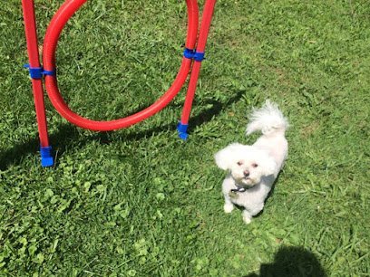 Dog day care in Elgin Illinois Doggy Has It 1