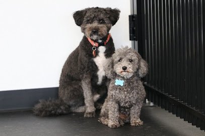 Dog day care in Elgin Illinois Rover Unleashed 1